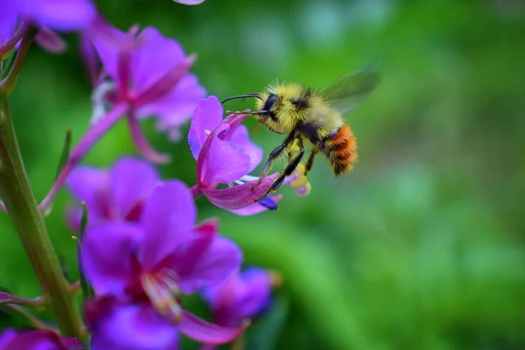 Pollinators - Green Castle Lawn Care, Ogden, Utah