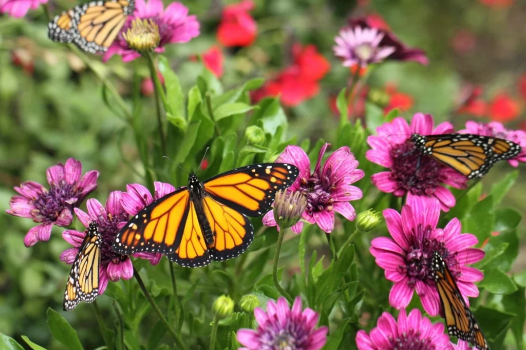 Pollinators - Green Castle Lawn Care, Ogden, Utah